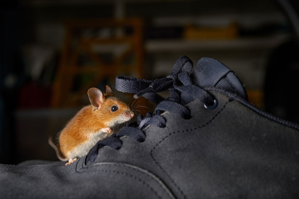 A small brown mouse climbs on the black shoelaces of a dark sneaker, with a blurred background of shelves.